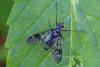 Ibisia marginata